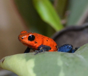 A tiny Strawberry Poison Arrow Frog sits on a leaf at Reptile Gardens.